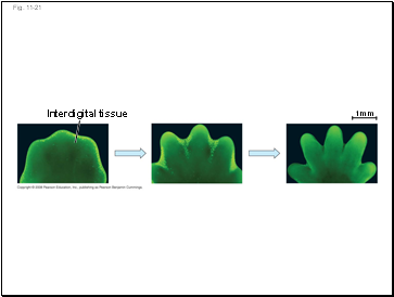 Fig. 11-21