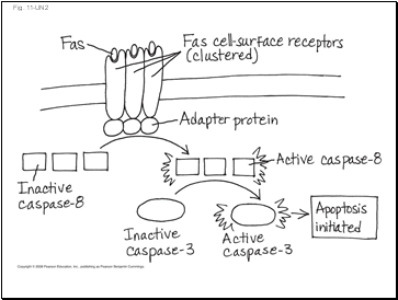 Fig. 11-UN2