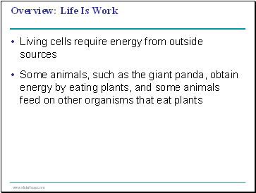 Cellular Respiration Harvesting Chemical Energy