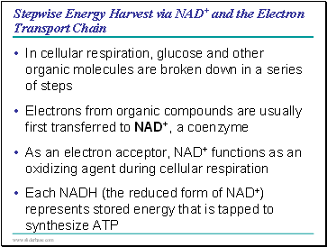 Stepwise Energy Harvest via NAD+ and the Electron Transport Chain