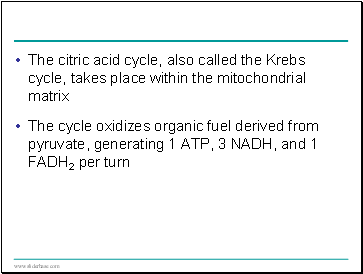 The citric acid cycle, also called the Krebs cycle, takes place within the mitochondrial matrix
