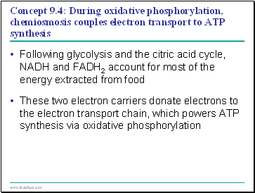 Concept 9.4: During oxidative phosphorylation, chemiosmosis couples electron transport to ATP synthesis