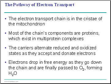 The Pathway of Electron Transport