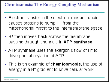 Chemiosmosis: The Energy-Coupling Mechanism