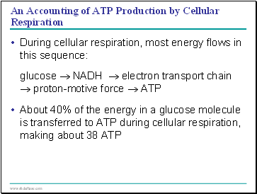 An Accounting of ATP Production by Cellular Respiration