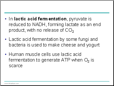 In lactic acid fermentation, pyruvate is reduced to NADH, forming lactate as an end product, with no release of CO2