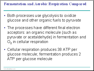 Fermentation and Aerobic Respiration Compared