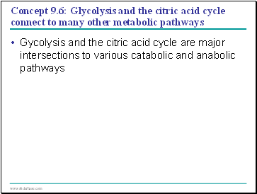 Concept 9.6: Glycolysis and the citric acid cycle connect to many other metabolic pathways