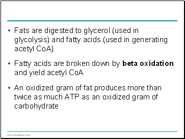 Fats are digested to glycerol (used in glycolysis) and fatty acids (used in generating acetyl CoA)