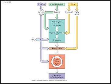 Fig. 9-20