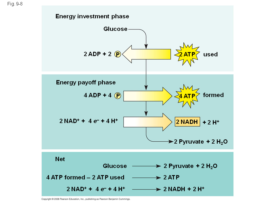 Glycolysis energy investment forex to tenge