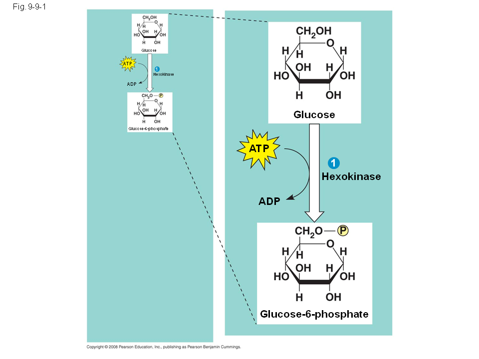 Атф глюкоза адф. Глюкоза в глюкозо 6 фосфат. Глюкоза АТФ глюкозо-6-фосфат АДФ. Гликолиз АТФ. Глюкоза в глюкозо 1 фосфат.