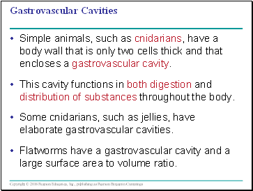 Gastrovascular Cavities