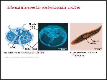 Internal transport in gastrovascular cavities