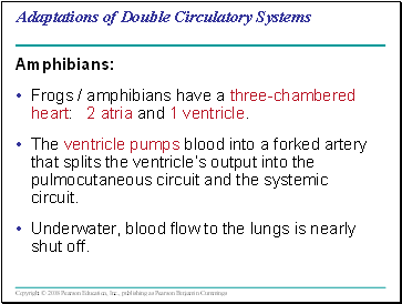 Adaptations of Double Circulatory Systems