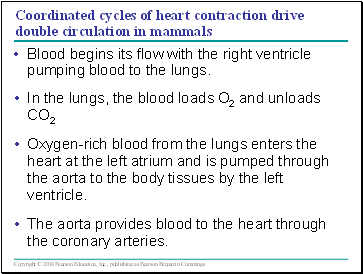 Coordinated cycles of heart contraction drive double circulation in mammals