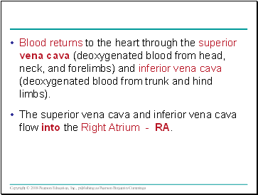 Blood returns to the heart through the superior vena cava (deoxygenated blood from head, neck, and forelimbs) and inferior vena cava (deoxygenated blood from trunk and hind limbs).