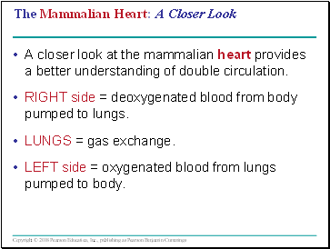 The Mammalian Heart: A Closer Look