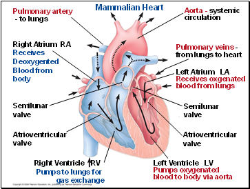 Mammalian Heart