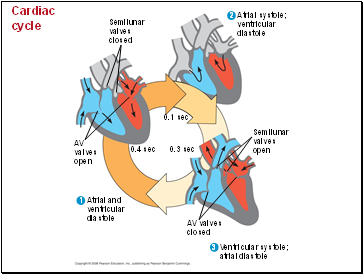 Cardiac cycle