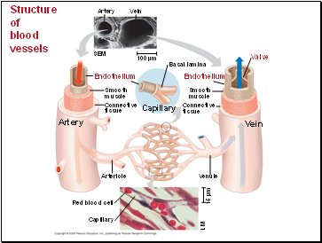 Structure of blood vessels