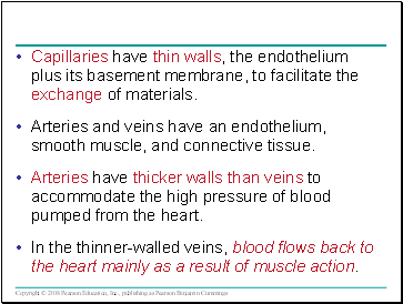 Capillaries have thin walls, the endothelium plus its basement membrane, to facilitate the exchange of materials.