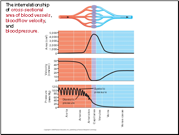 The interrelationship of cross-sectional area of blood vessels, blood flow velocity, and blood pressure.