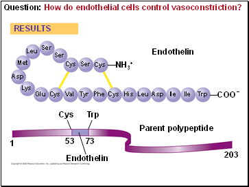 Question: How do endothelial cells control vasoconstriction?