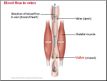 Blood flow in veins