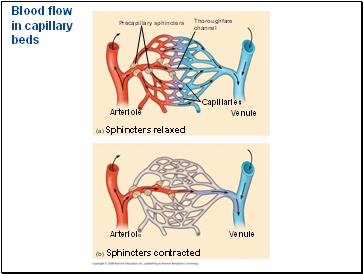 Blood flow in capillary beds