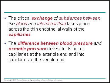 The critical exchange of substances between the blood and interstitial fluid takes place across the thin endothelial walls of the capillaries.