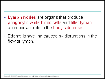 Lymph nodes are organs that produce phagocytic white blood cells and filter lymph - an important role in the bodys defense.