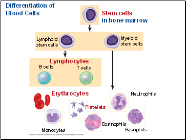 Differentiation of Blood Cells