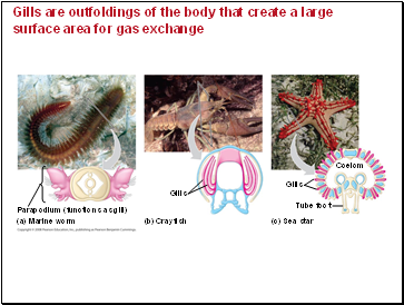 Gills are outfoldings of the body that create a large surface area for gas exchange