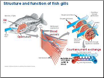 Structure and function of fish gills