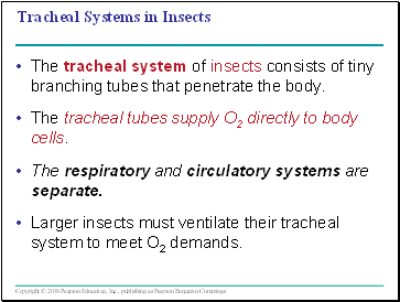 Tracheal Systems in Insects