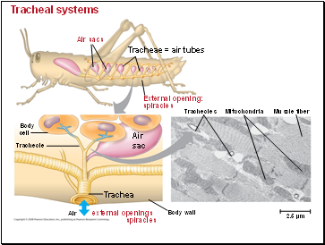 Tracheal systems