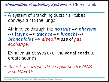 Mammalian Respiratory Systems: A Closer Look