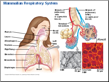 Mammalian Respiratory System