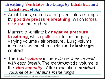 Breathing Ventilates the Lungs by Inhalation and Exhalation of Air