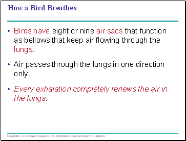 How a Bird Breathes