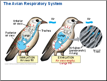 The Avian Respiratory System