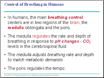 Control of Breathing in Humans
