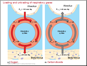 Loading and unloading of respiratory gases