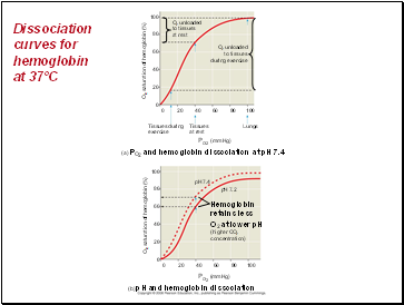 Dissociation curves for hemoglobin at 37ºC