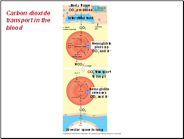 Carbon dioxide transport in the blood