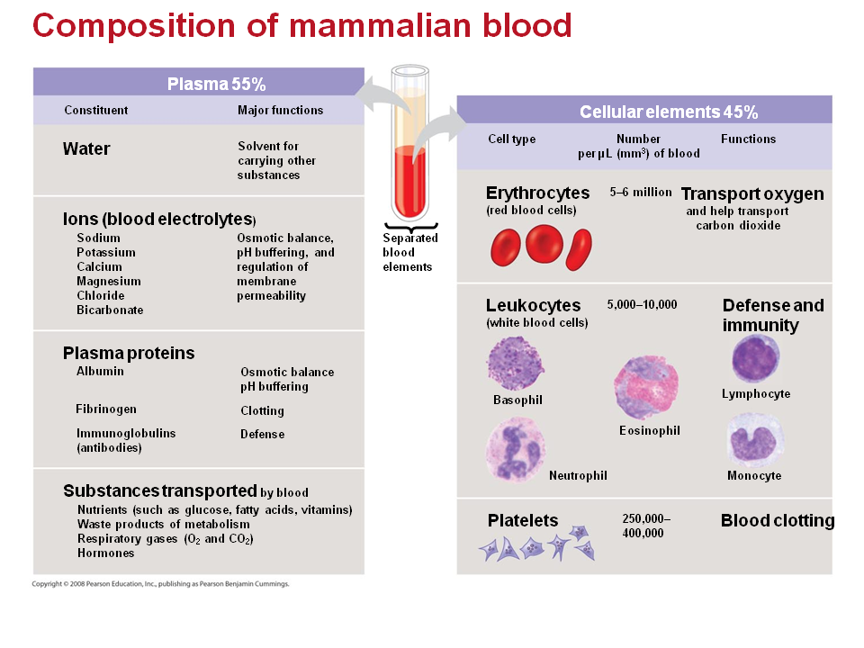 Blood Composition. Blood Plasma Composition. Blood Plasma function. Blood components.