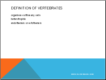 Definition of vertebrates