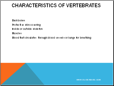 Characteristics of Vertebrates