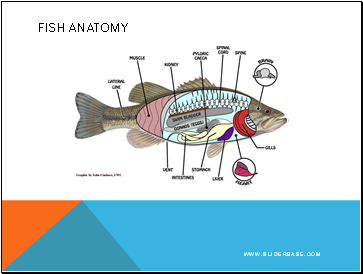 Fish Anatomy